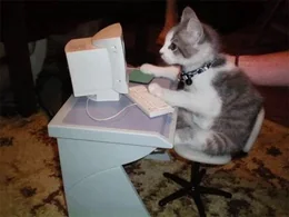 gato